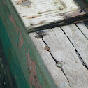 Sea slater