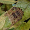 Hag Moth Caterpillar