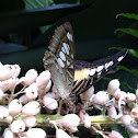 Brown clipper