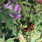 vuurwants (Pyrrhocoris apterus)