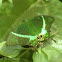 Banded Peacock