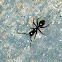 Ant