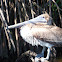 Brown Pelican