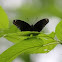 red-spotted purple