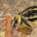 Highland Streaked Tenrec