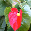 Mini anturio