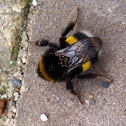 Bumblebee