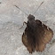 Northern Cloudywing