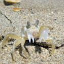 Ghost Crab