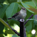 Chiffchaff - Budníček menší