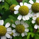 Matricaria