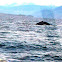 Humpback whale