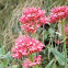 Valeriana roja. Red valerian