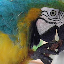 Blue and Gold Macaw