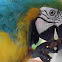 Blue and Gold Macaw