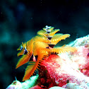 Christmas tree worm
