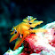 Christmas tree worm