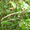 Margin-winged Stick Insect