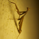 Mantis religiosa