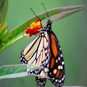 Monarch
