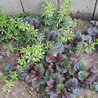 Bugle weed