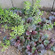 Bugle weed