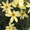 Moonbeam coreopsis