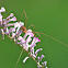 Harvestman