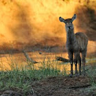 Ellipsen Waterbuck