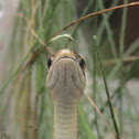 Garter Snake