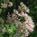 Joe-pye-weed