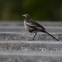 White Browed Wagtail