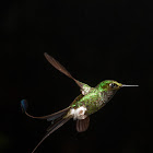 Booted Racket-tail