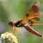 Eastern Amberwing