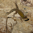 Podarcis siculus
