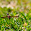 Paper Wasp