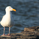 Western gull
