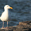 Western gull