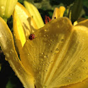 Spotted Lady Beetle
