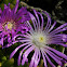 Rounded Noon-flower