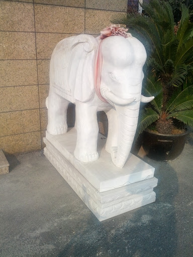 Elephant Respects Elders 敬老大象