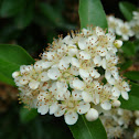 Hawthorn