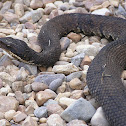 Western Cottonmouth