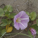 Sea Bindweed, Strand-Zaunwinde
