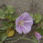 Sea Bindweed, Strand-Zaunwinde
