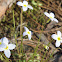 Bluet