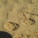 Desert Cottontail