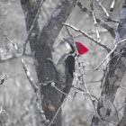 pajaro carpintero/woodpecker