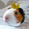 will-I-Am-Rodent-Geek