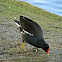 Moorhen